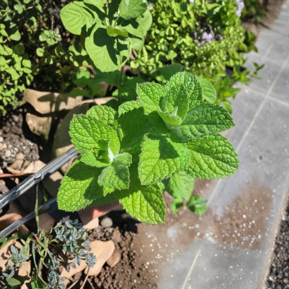 Apple Mint Cuttings – Mentha suaveolens Live Unrooted Cuttings | 3 Organic Mint Cuttings for Rooting | Woolly Pineapple Mint Herb | Easy to Grow