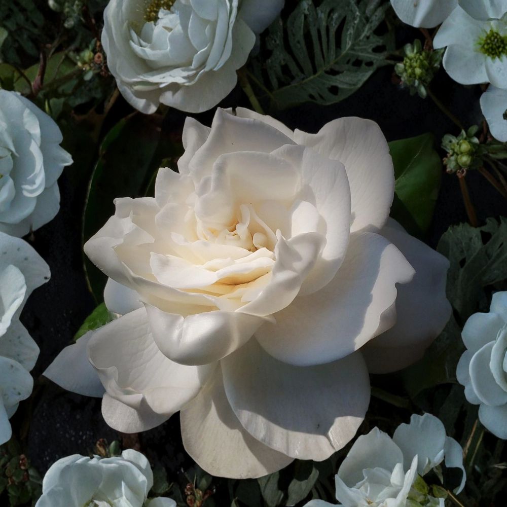 Miami Supreme Gardenia – Gardenia jasminoides 'Miami Supreme' Live Own Root Starter Plant | Fragrant Double White Blooms