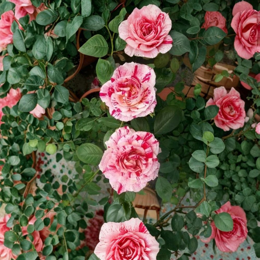 Scentimental Floribunda Rose – Live Bush Plant | 1 Gallon Size | Large Double Blooms | Striped Red & White Rose | Easy to Grow Garden Rose