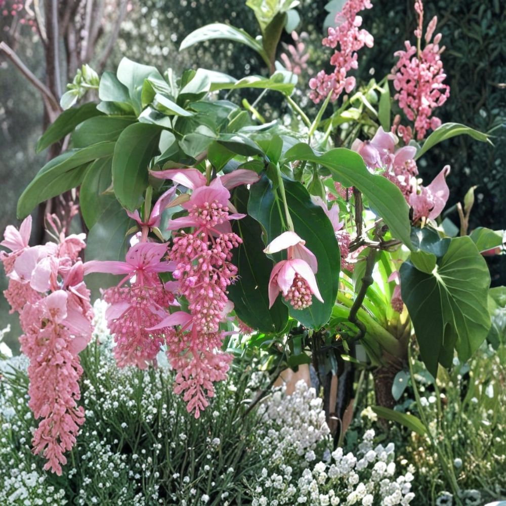 Royal Chandelier Magnifica Medinilla Plant – Live Well-Rooted Starter Plant | Ships in Nursery Pot | Rare Tropical Flowering Plant | Indoor & Patio Friendly