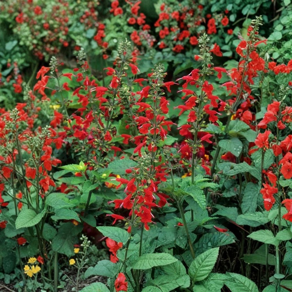 Scarlet Sage – Salvia coccinea Live Plant | Fully Rooted in 1 Gallon Nursery Pot | Hummingbird & Butterfly Friendly | Easy to Grow