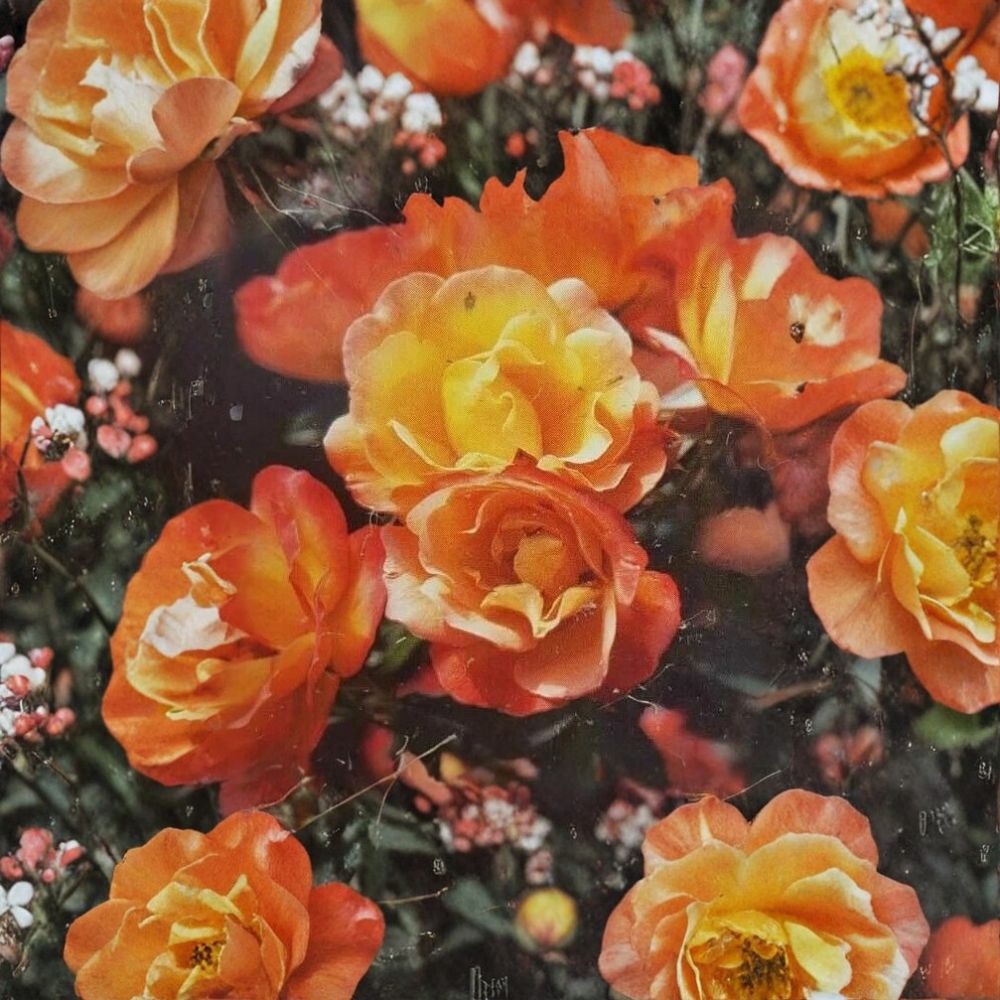 Climbing Pinata Rose – Live Climbing Rose Plant | 3 Gallon Size | Yellow Vermilion Blooms | Flowering Garden Vine | Fine Roses