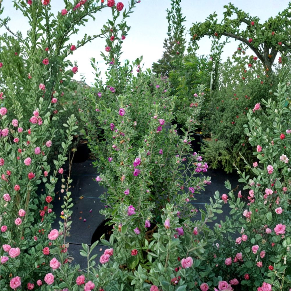 Purple Texas Sage – Leucophyllum frutescens Live Shrub | 2–3 Feet Tall | Evergreen Flowering Plant | Drought Tolerant Hedge | Pollinator Friendly