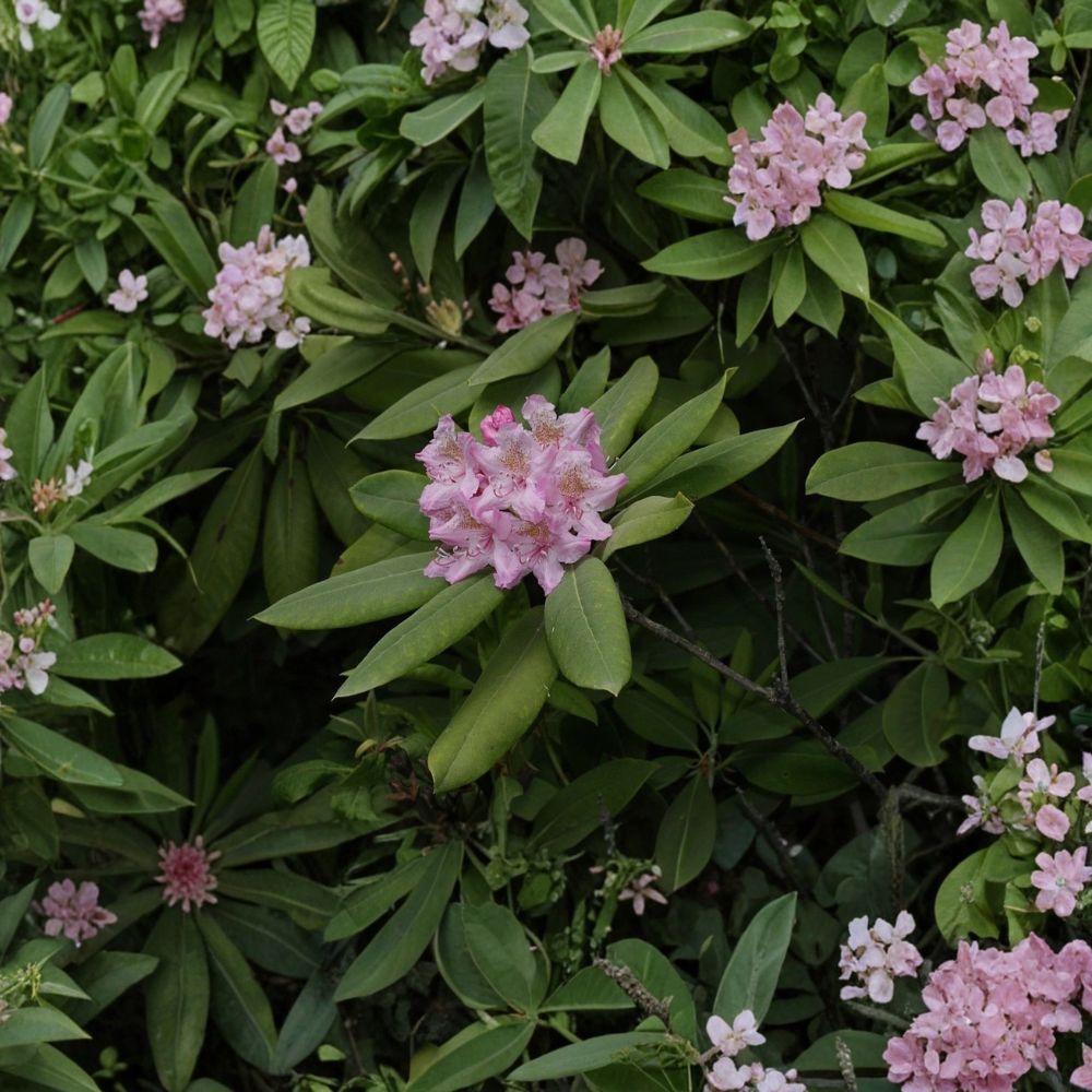 Great Laurel Rhododendron Live Plant – Bare Root | Rhododendron maximum | Evergreen Flowering Shrub | Shade Garden | Easy to Grow