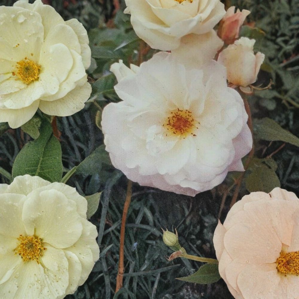 Iceberg Floribunda Rose – Pure White Live Bush Plant | 2 Gallon Size | Continuous Blooming Rose Shrub | Elegant White Flowers | Easy to Grow Garden Rose