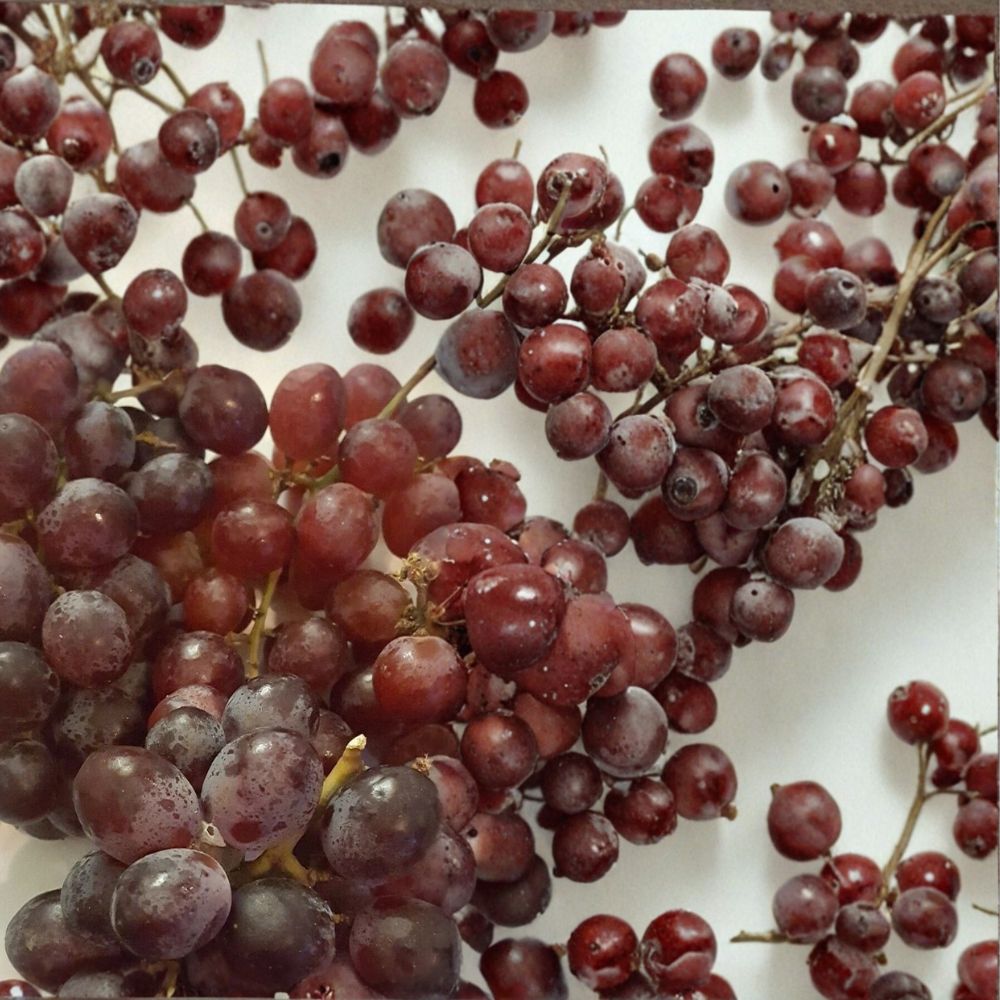 Red Globe Grape Vine – Vitis vinifera Live Plant | 3 Gallon Size | Self-Fertile Fruit Vine | Fresh Eating, Juice & Wine Grape | Easy to Grow