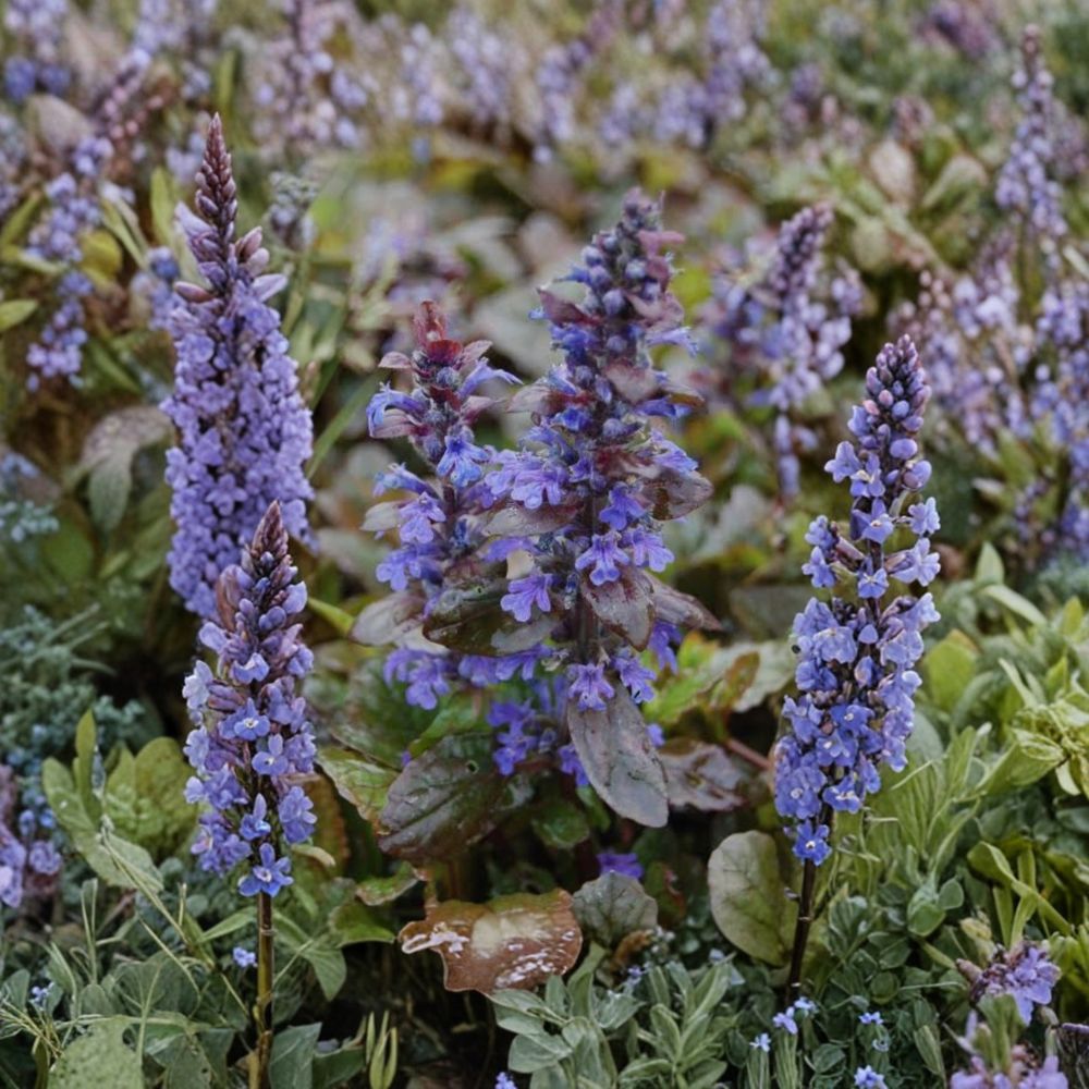 Bugleweed – Ajuga reptans Live Bare Root Plants | Set of 20 | Fast-Growing Ground Cover | Blue Flowering Perennial