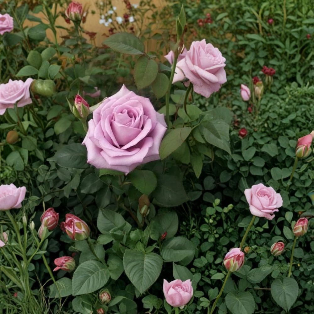 Blue Girl Rose – Mauve Lavender Live Bush Plant | 3 Gallon Size | Hybrid Tea Rose Shrub | Elegant Fragrant Blooms | Easy to Grow Garden Rose