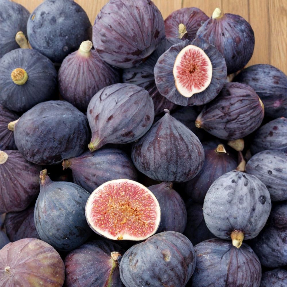 LSU Purple Fig Tree – Ficus carica Live Starter Plant | Well-Rooted in Nursery Pot | Edible Fruit Tree | Patio & Backyard Friendly | Easy to Grow
