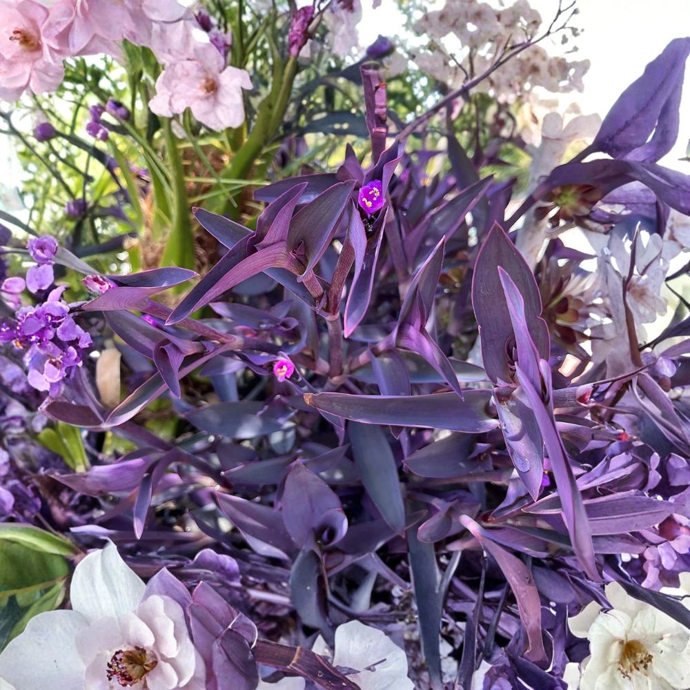 Purple Heart Wandering Dude Cuttings – Tradescantia pallida 'Purpurea' Live Plant | 10 Unrooted Cuttings | Purple Queen Ground Cover | Easy to Root
