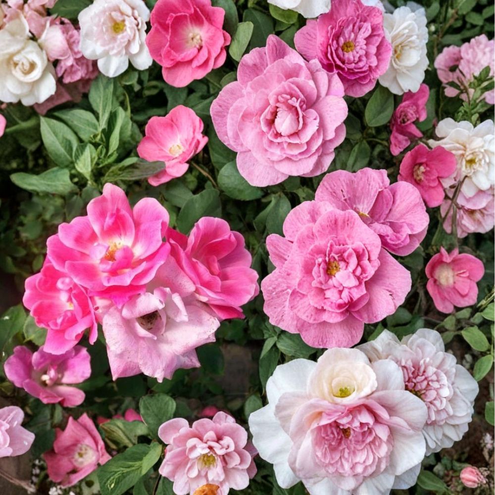 Pink Knock Out® Rose – Rosa 'RADcon' Live Shrub | 3 Gallon Size | Medium Pink Flowering Rose Bush | Disease Resistant Landscape Rose | Repeat Bloomer