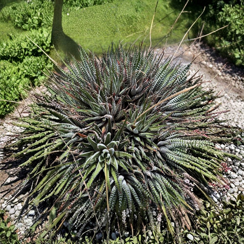 Haworthia Fasciata Zebra Plant – Bare Root Live Succulents | Easy Care Indoor Houseplant | Drought-Tolerant Succulent