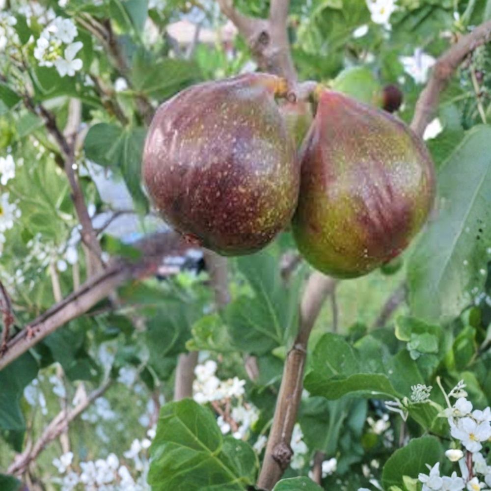 5 Olympian Fig Tree Starter Plugs – Ficus carica | 4–6 Inch Bare Root Starters | Cold Hardy Fruit Trees | Self-Pollinating | Easy to Grow