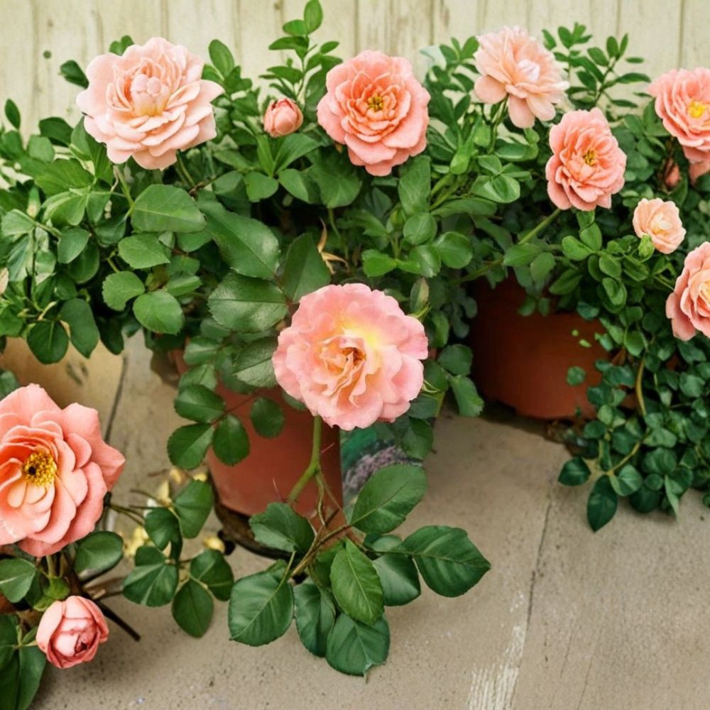 Peach Drift Rose – Rosa Live Groundcover Rose | 5 Gallon Size | Peach Blooms | Low Growing Landscape Rose | Easy Care Garden Favorite