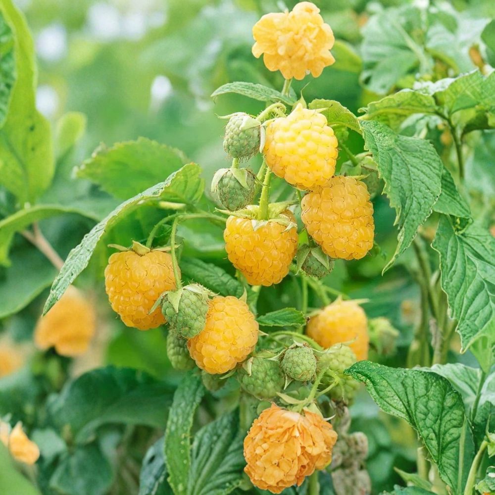 Anne Raspberry Plants – 2 Live Bare Root Canes | Super Sweet Yellow Raspberry | Large 1-Year Dormant Plants | Easy to Grow