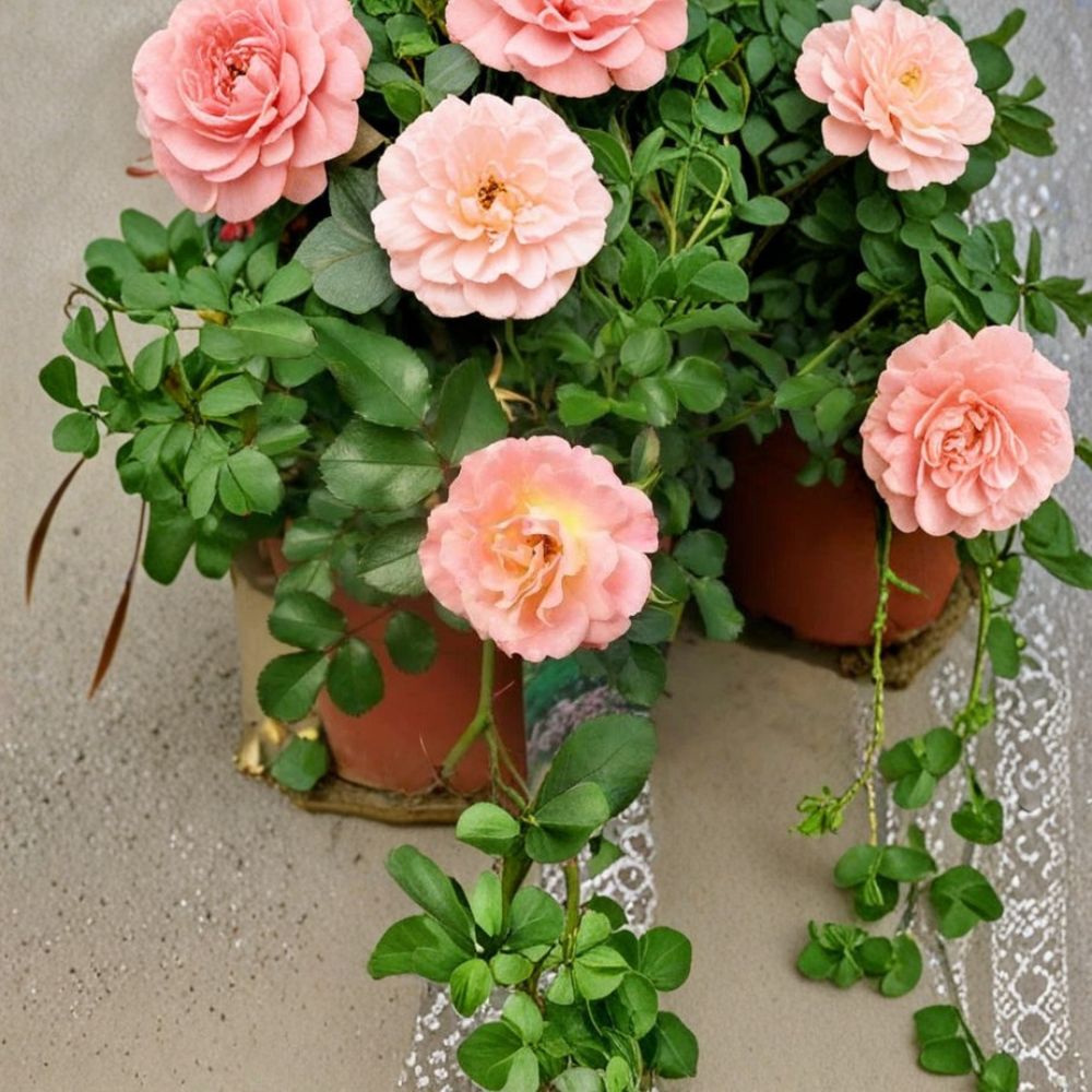 Peach Drift Rose – Live Groundcover Rose Plant | 3 Gallon Size | Peach Blooms | Compact Landscape Shrub | Easy Care Flowering Rose