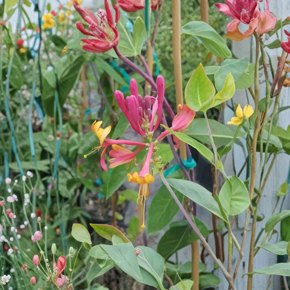 Pink Lemonade Honeysuckle Vine – Lonicera Live Plant | 3 Gallon Size | Fragrant Pink Flowers | Hummingbird Attracting Vine | Easy to Grow