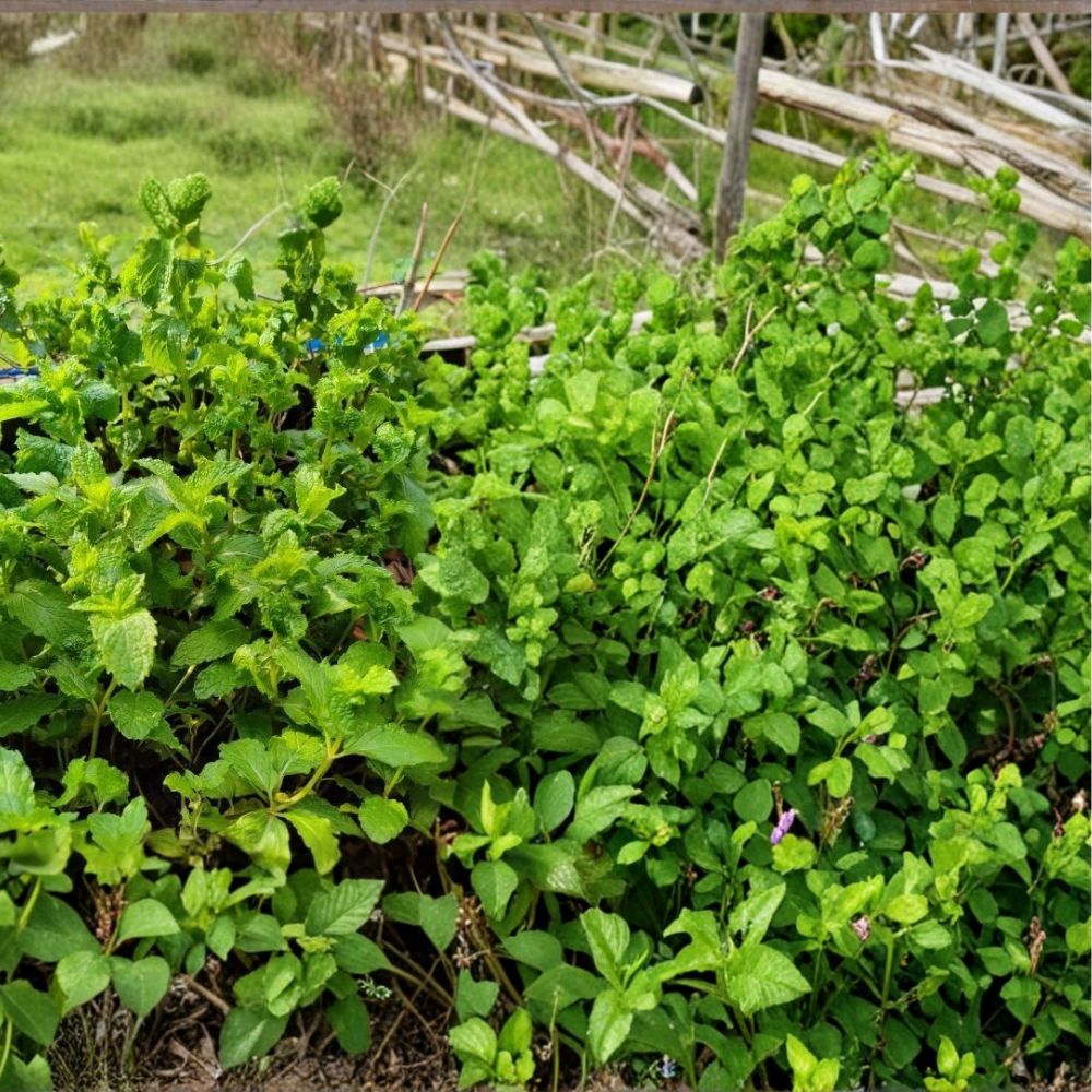 Live Peppermint Plants – 5 Bare Root Organic Mojito Mint | Rau Húng Lủi | Culinary & Tea Herb | Easy to Grow