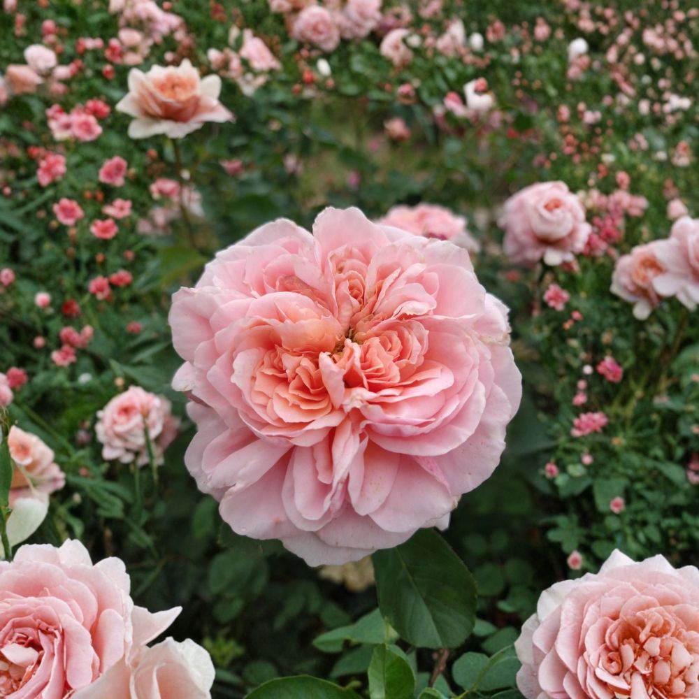 AUSap English Rose Live Plant | Own Root Rose | 6 Inch Deep Pot | Fragrant Shrub Rose | Garden & Patio Friendly