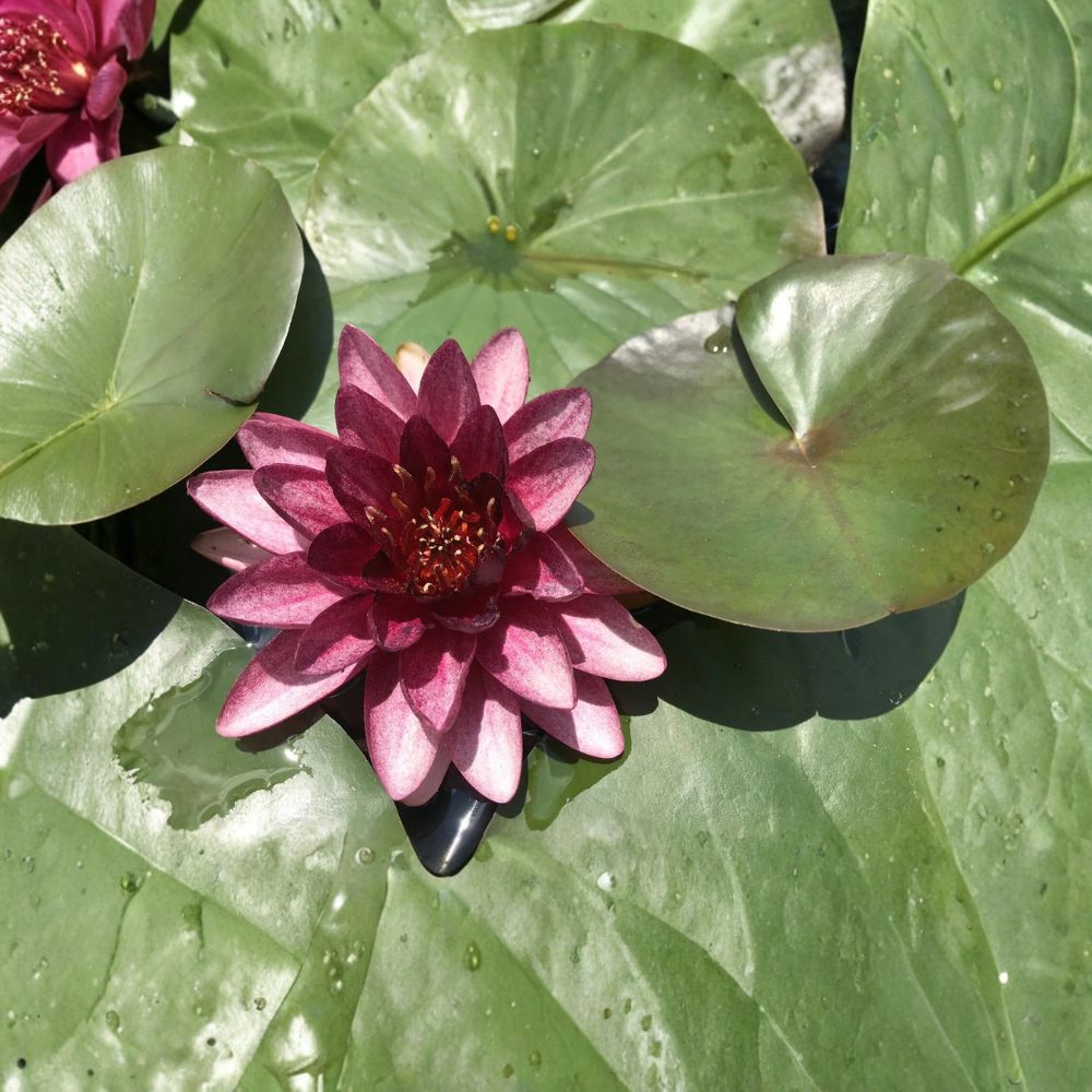 Slocum's Almost Black Water Lily – Nymphaea 'Almost Black' Live Sprouted Tuber | Winter Hardy Pond Plant | Dark Red Blooms