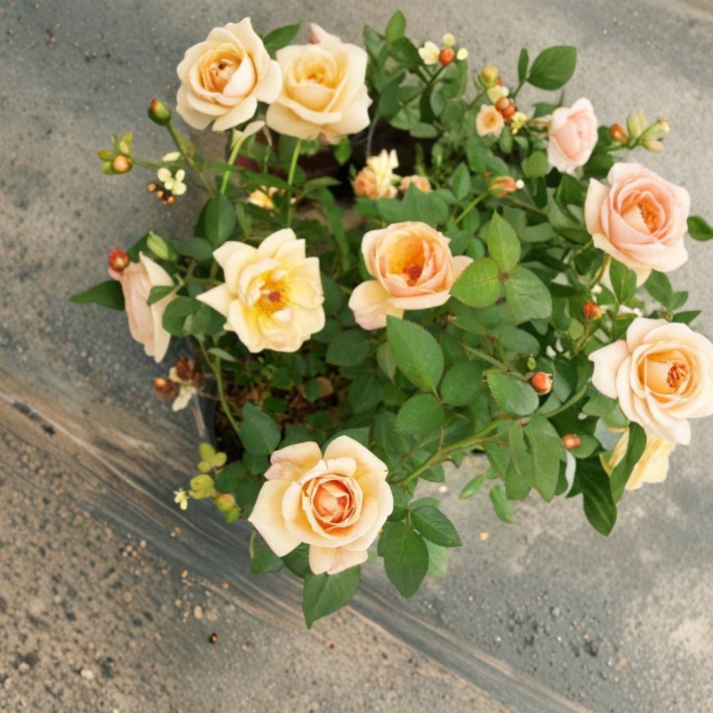 Southern Peach Apricot Rose – Yellow Live Bush Plant | 3 Gallon Size | Miniature Rose Shrub | Peach Apricot Blooms | Easy to Grow Garden Rose