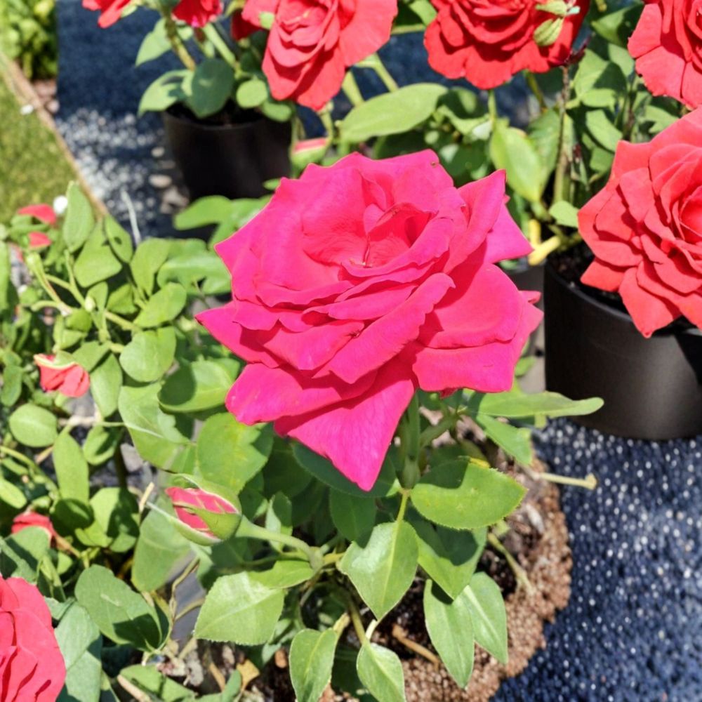 Voluptuous Hybrid Tea Rose – Rosa Hybrid Live Bush Plant | 5 Gallon Size | Deep Pink Flowering Rose | Large Bloom Landscape Rose | Garden Ready