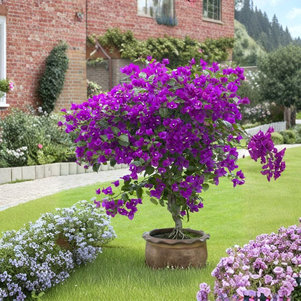 Violet Bougainvillea – Live Well-Rooted Starter Plant | Ships in Nursery Pot | Tropical Flowering Vine | Easy to Grow