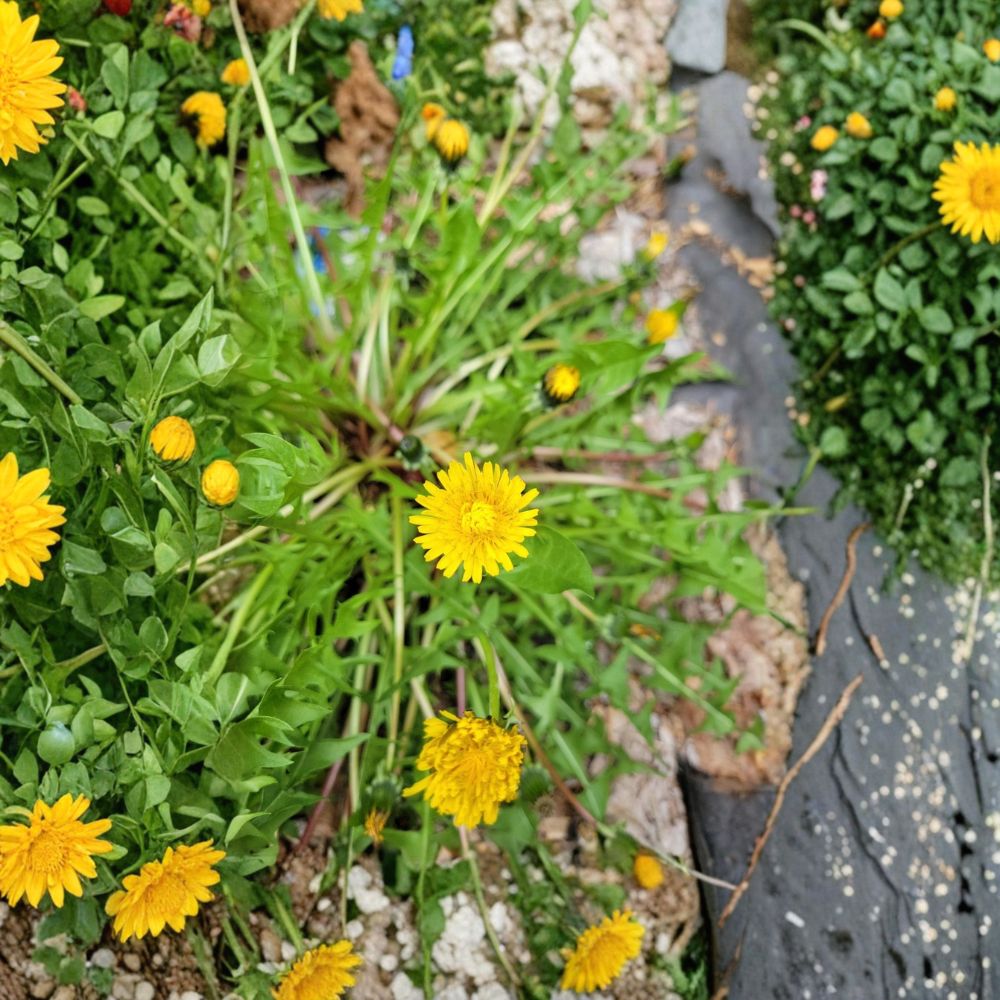 Dandelion Live Roots – 10 Organic Wild Dandelion Plants | Taraxacum officinale | Edible Perennial Herb