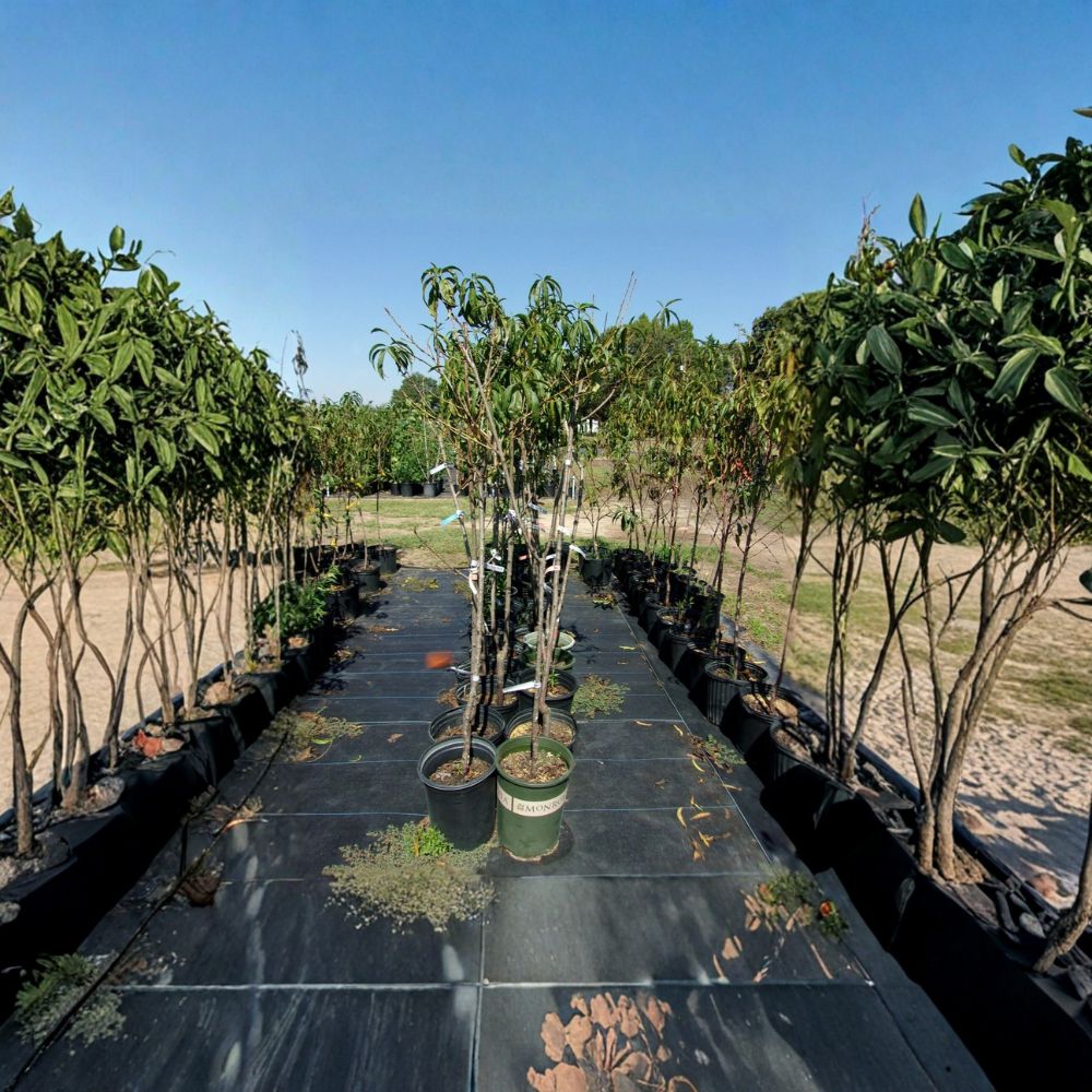 J.H. Hale Peach Tree – Prunus persica Live Fruit Tree | 4–6 Feet Tall | Sweet Juicy Freestone Peaches | Mid-Season Harvest | Easy to Grow