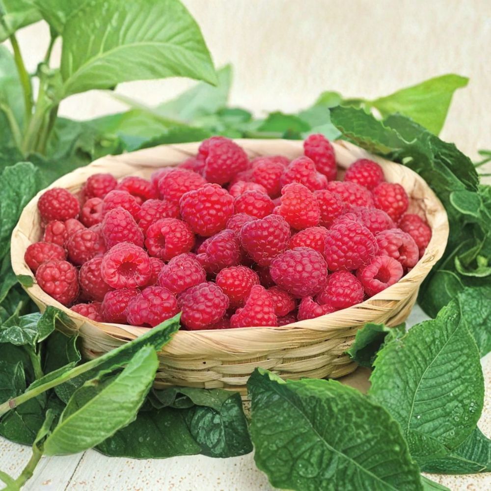 Willamette Raspberry – Rubus idaeus Live Bare Root Plants | Set of 3 | Oregon Heirloom Variety | Hardy Red Berry Bush