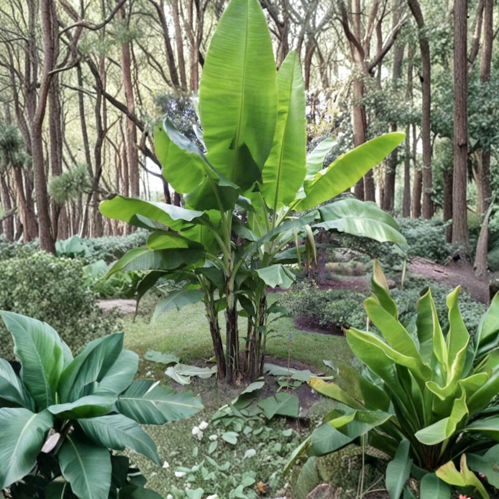 Veinte Cohol Banana Plant – Live Rooted Starter Plant | Musa Banana | Ships in Nursery Pot | Fast Growing Tropical Fruit Plant | Easy to Grow