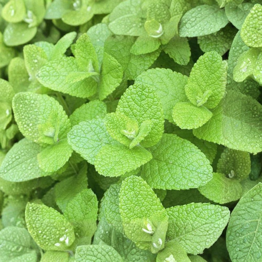 Apple Mint Cuttings – Mentha suaveolens Live Unrooted Cuttings | 6 Organic Mint Cuttings for Rooting | Woolly Pineapple Mint Herb | Easy to Grow