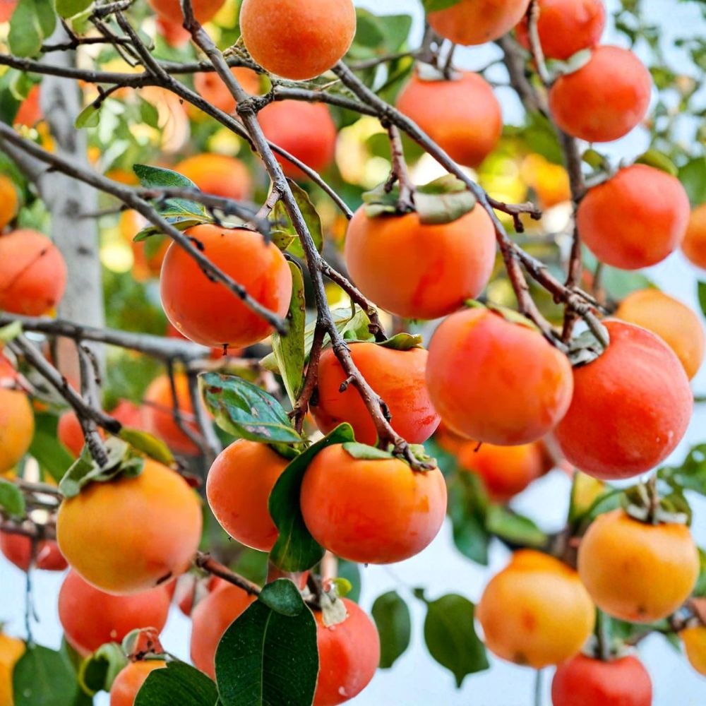 Japanese Fuyu Persimmon Scions – Diospyros kaki Live Cuttings | Set of 3 | 6–8 Inch Grafting & Propagation Wood