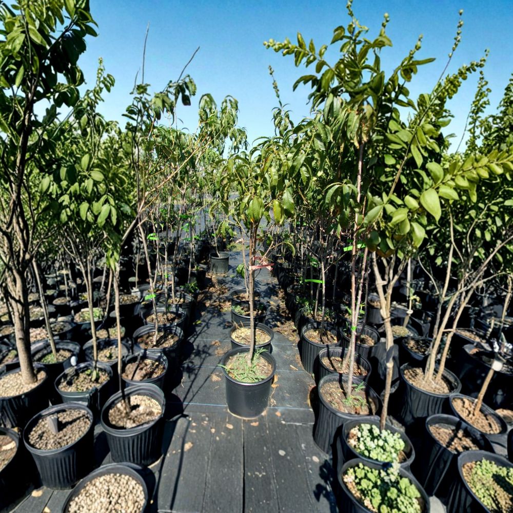 August Lady Peach Tree – Live Fruit Tree | 4–6 Feet Tall | Sweet Juicy Freestone Peaches | Self-Pollinating Orchard Tree | Easy to Grow