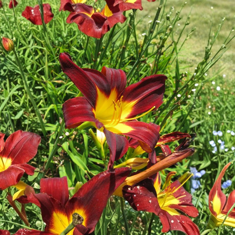 Ming Toy Daylily – Hemerocallis 'Ming Toy' Live Bare Root Plants | Set of 3 | Reblooming Perennial Flowers