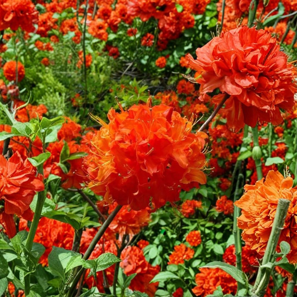 Mandarin Lights Azalea – Azalea x 'Mandarin Lights' Live Starter Plant | Deciduous Orange Azalea | Hardy Flowering Shrub | Bare Root Starter
