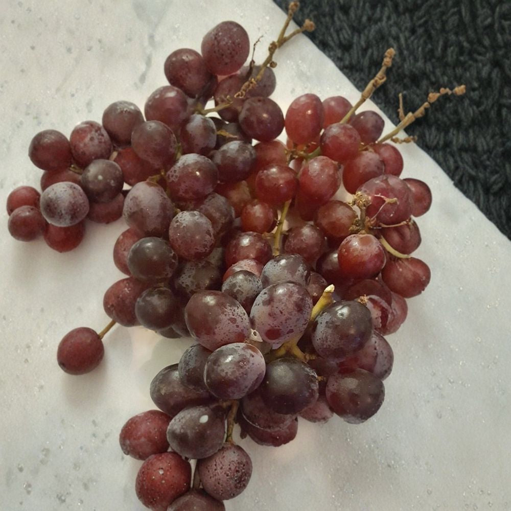 Vanessa Red Seedless Grape Vine – Live Fruit Plant | 1 Gallon Size | Seedless Red Grapes | Self-Fertile Vineyard Vine | Easy to Grow Home Garden Plant