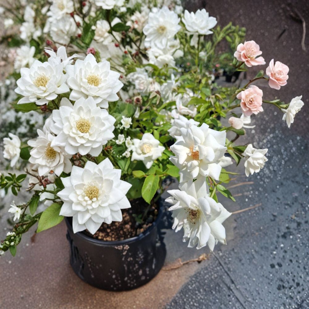 Iceberg Floribunda Rose – Rosa Live Bush Plant | 3 Gallon Size | Pure White Blooms | Repeat Flowering Rose | Garden & Landscape Favorite