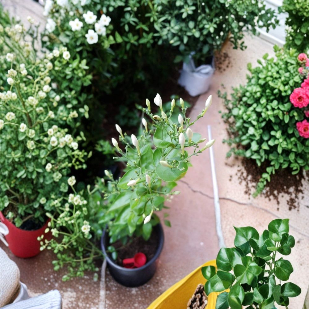 Indian Jui Jasmine Live Starter Plant – Mullai Molle | 5–7 Inches Tall | Well Rooted Bare Root | Fragrant Tropical Jasmine | Easy to Grow