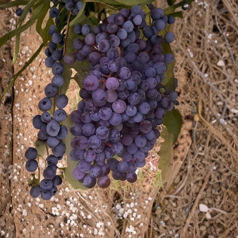 Zinfandel Wine Grape Vine – Live Fruit Plant | 3 Gallon Size | Self-Fertile Wine Grape | Vineyard Vine | Easy to Grow Home Garden Plant