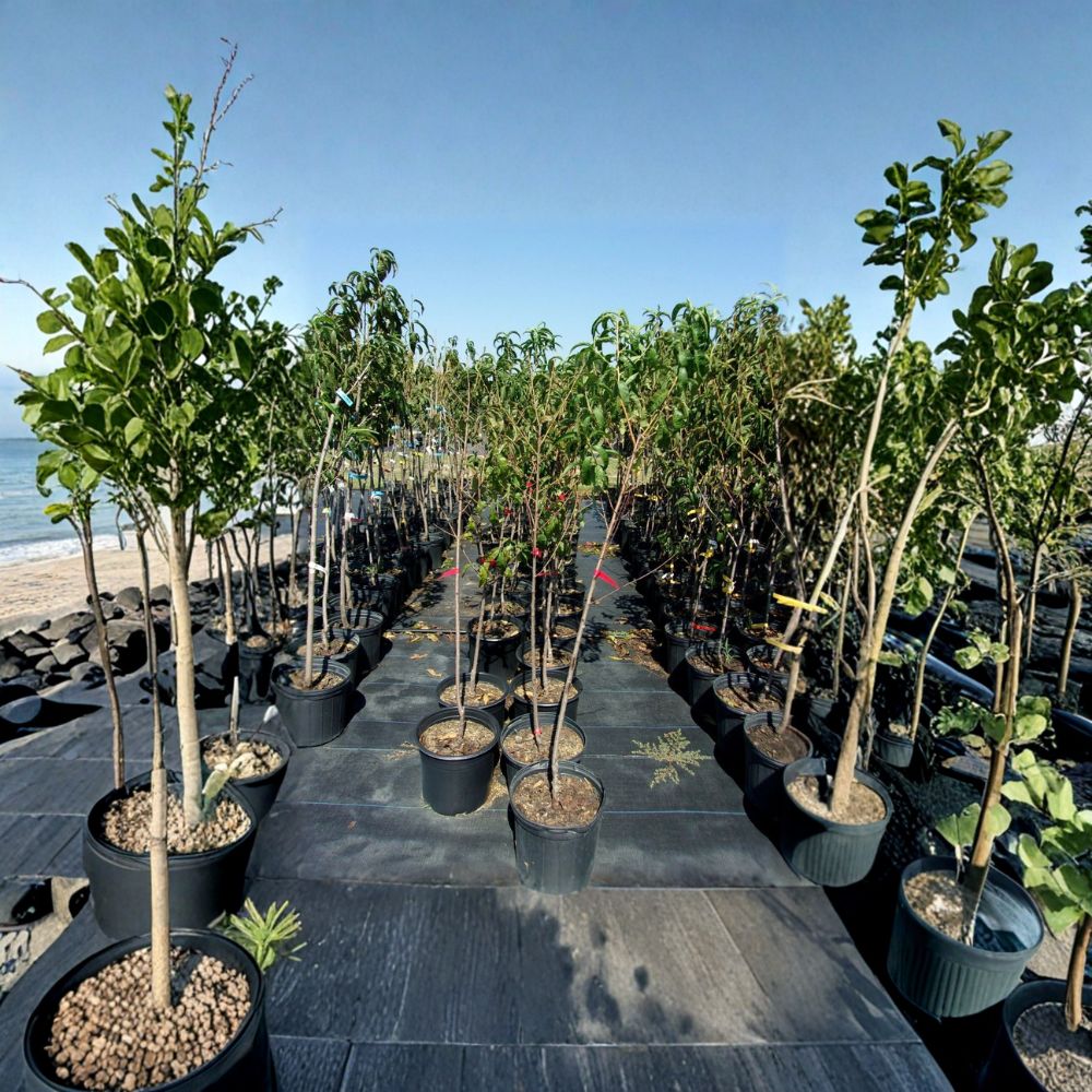 Crimson Snow Nectarine Tree – Prunus persica var. nucipersica Live Fruit Tree | 4–6 Feet Tall | Sweet White Flesh Nectarines | Self-Fertile | Easy to Grow