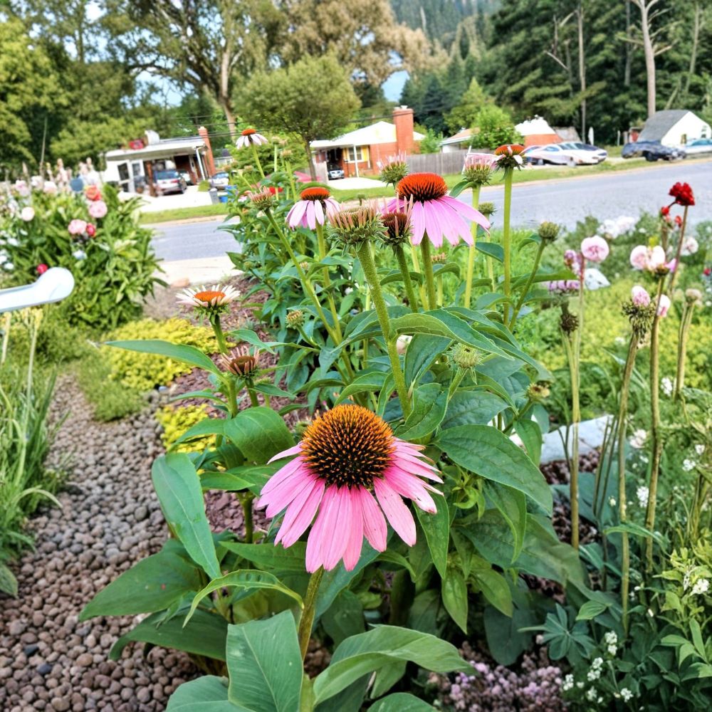 Purple Coneflower – 5 Live Bare Root Plants | Echinacea purpurea | Hardy Perennial | Butterfly-Friendly Garden Flowers