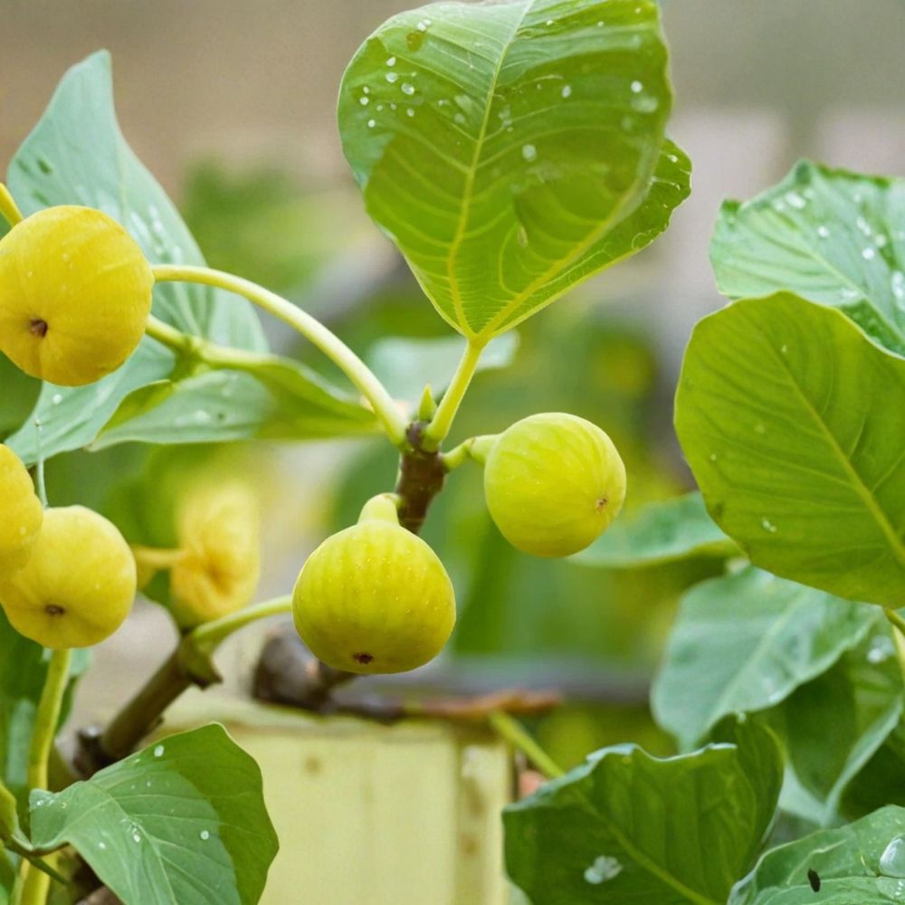 Desert King Fig Tree – Ficus carica 'Desert King' | 16+ Inch Live Plant | Cold Hardy Fruit Tree | Sweet Fig Variety | Easy to Grow