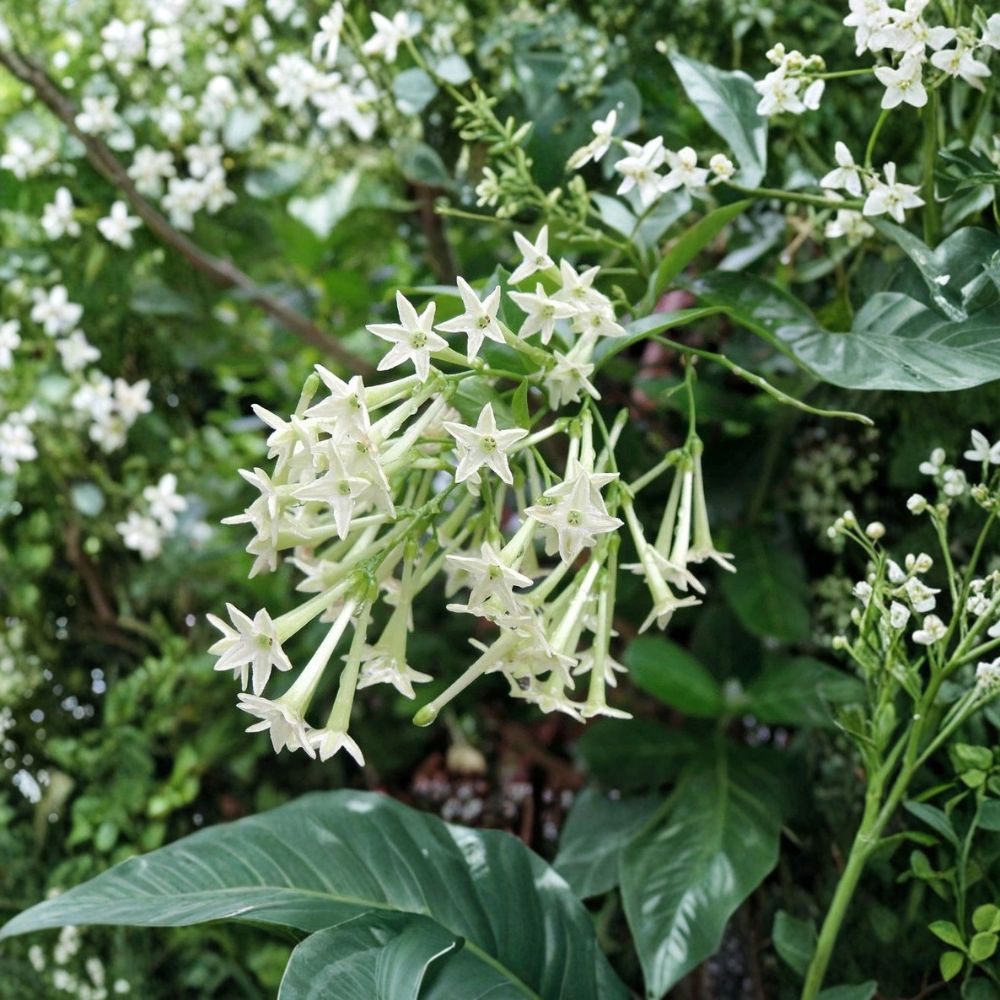 Night Blooming Jasmine – Cestrum nocturnum Live Plant | Rooted Starter Plant with Pot | Intensely Fragrant Flowering Shrub | Easy to Grow
