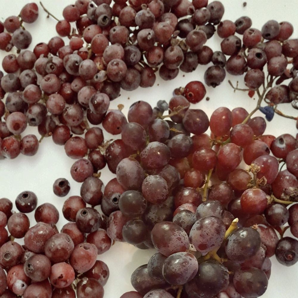 Red Globe Grape Vine – Live Fruit Plant | 1 Gallon Size | Self-Fertile Red Grapes | "Do It All" Vineyard Vine | Easy to Grow Home Garden Plant