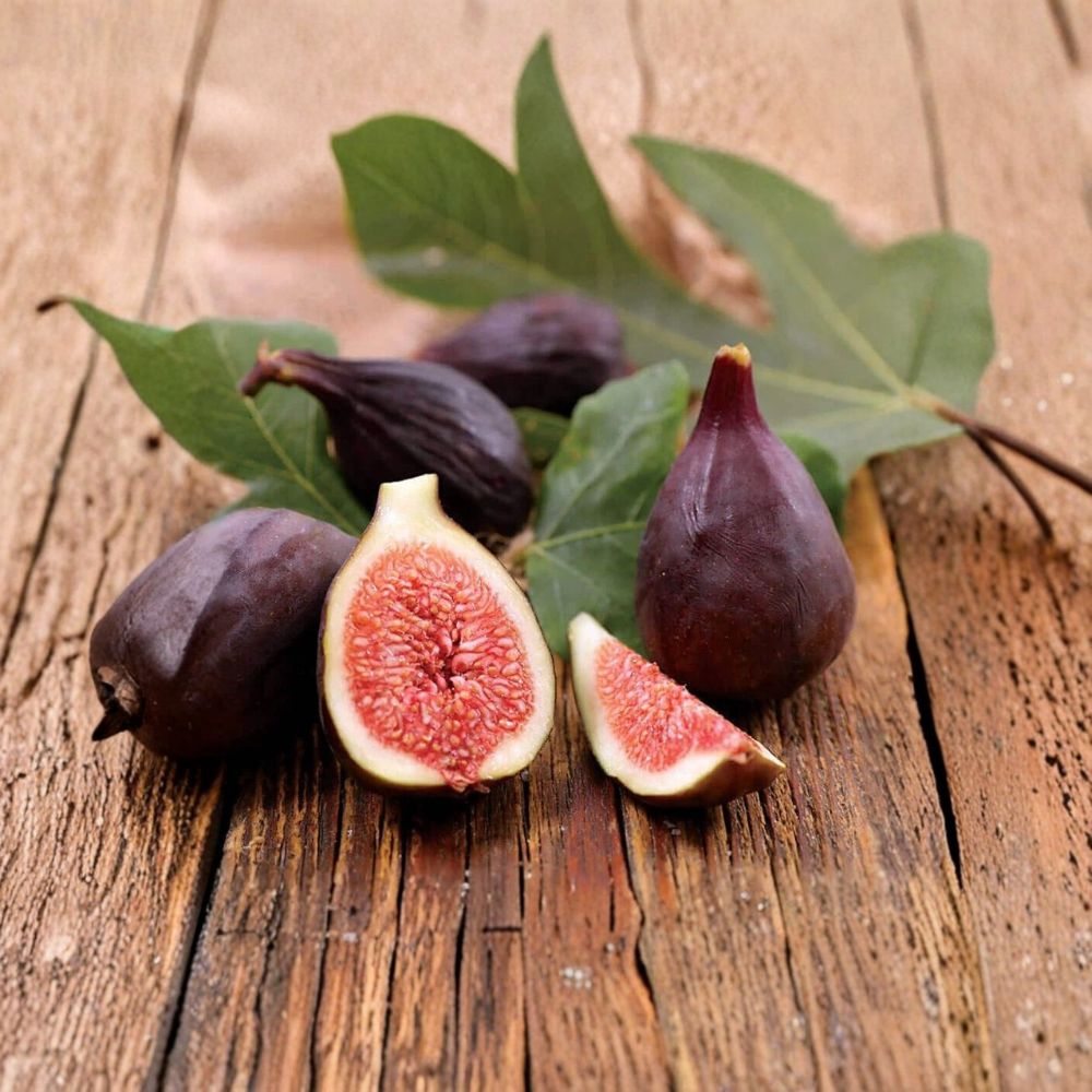 Violette de Bordeaux Fig Tree – Ficus carica Live Starter Plant | Well-Rooted in Nursery Pot | Compact Fruit Tree | Patio & Backyard Friendly | Easy to Grow