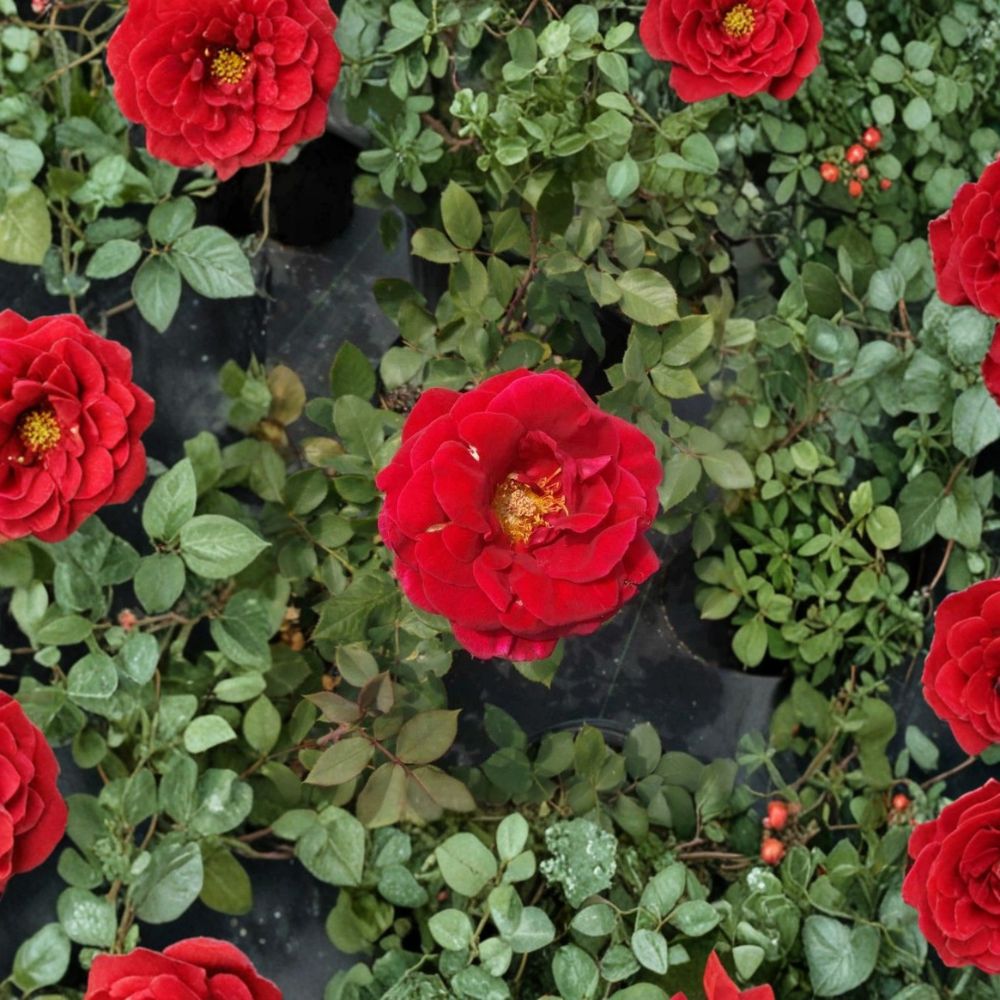 Mr. Lincoln Hybrid Tea Rose – Rosa Live Bush Plant | 2 Gallon Size | Deep Red Blooms | Fragrant Classic Rose | Garden & Landscape Favorite