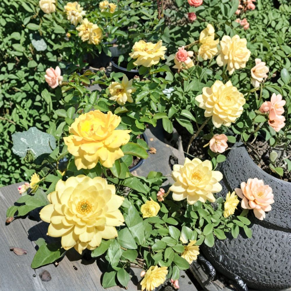 Julia Child Rose – Butter Gold Floribunda Live Plant | 5 Gallon Size | 2006 AARS Award Winner | Fragrant Double Blooms | Easy to Grow Garden Rose