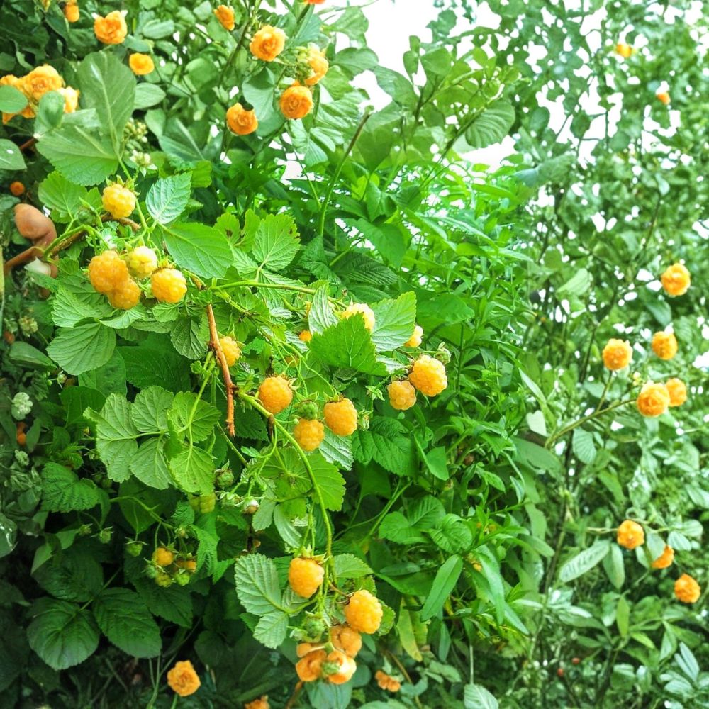 Anne Raspberry Plants – 3 Live Bare Root Canes | Super Sweet Yellow Raspberry | Large 1-Year Dormant Plants | Easy to Grow