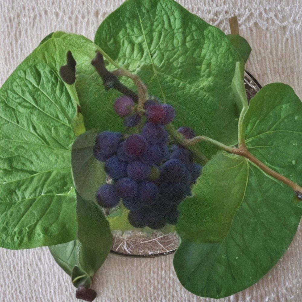 Saturn Blue Seedless Grape Vine – Vitis vinifera Live Plant | 3 Gallon Vine | Large Seedless Blue Grapes | Self-Fertile Fruit Vine | Easy to Grow